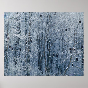 Póster Águilas calvas (Haliaetus leucocephalus) en el