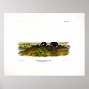 Póster Aguja de la nariz común (Condylura Cristata) Audub