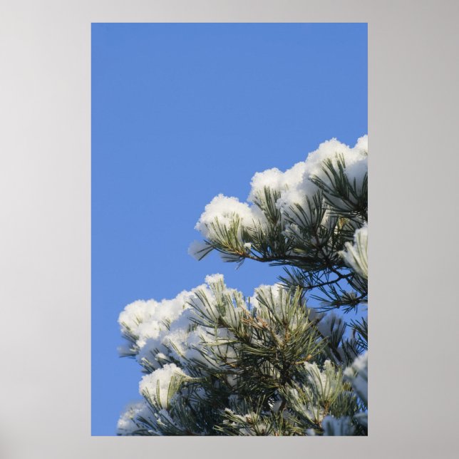 Póster Agujas de pino (Frente)