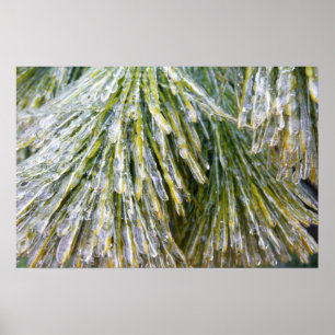 Póster Agujas de Pino Cubiertas de Hielo Botánica de Invi