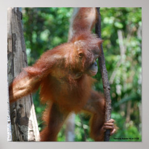 Póster Ahorre la fauna de Borneo de los orangutanes
