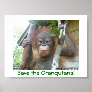 Póster Ahorre los orangutanes