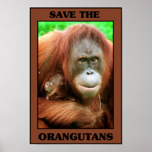 Póster Ahorre los orangutanes