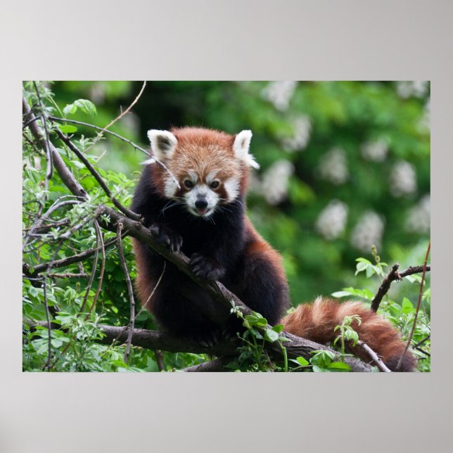 Póster Ailurus fulgens (Frente)