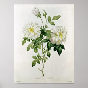 Póster Aime Vibere grabado por Eustache Hyacinthe