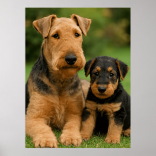 Póster Airedale Terrier Con Cachorro