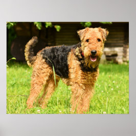 Póster Airedale Terrier Perro Cachorro