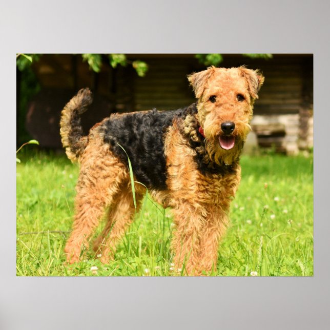 Póster Airedale Terrier Perro Cachorro (Frente)