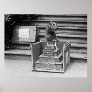 Póster Airedale Terrier, presidente Harding, 1922