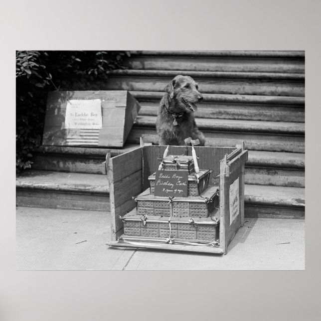 Póster Airedale Terrier, presidente Harding, 1922 (Frente)