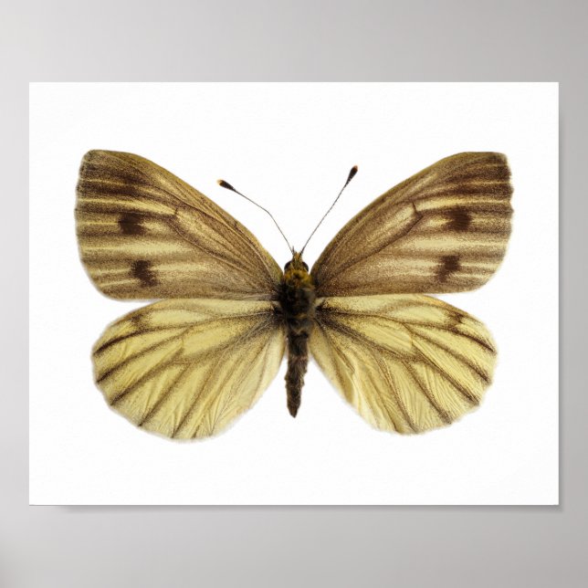 Póster Aislada de la postal de la mariposa blanca con ven (Frente)