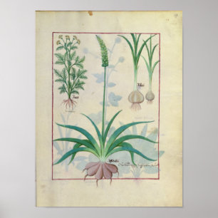 Póster Ajo y otras plantas