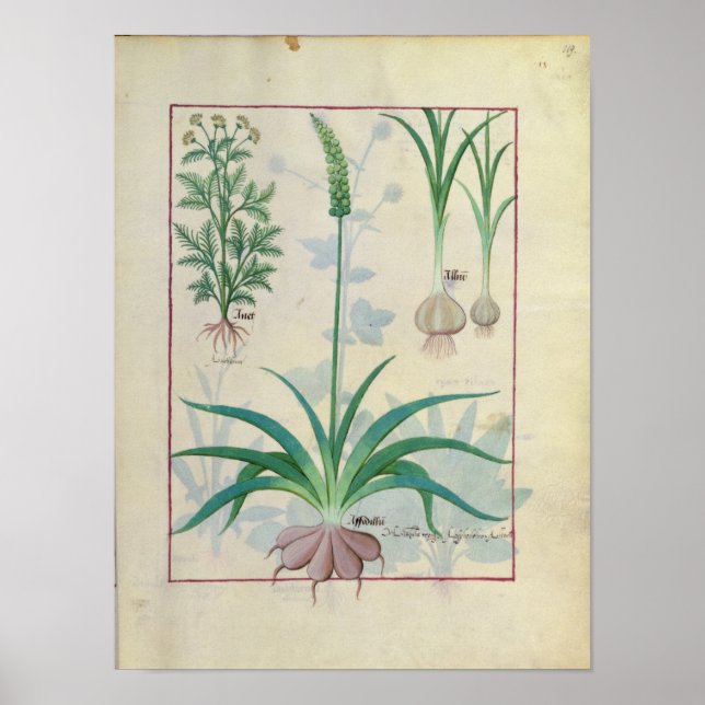 Póster Ajo y otras plantas (Frente)