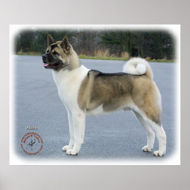 Póster Akita 8P004D-12 (Frente)