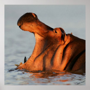 Póster Al atardecer Hippotamus Portrait