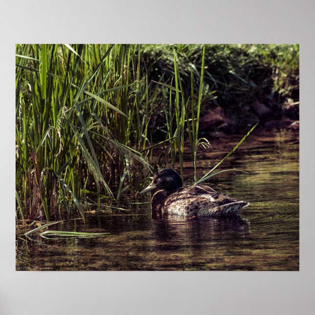 Póster Al borde de Pond (Frente)