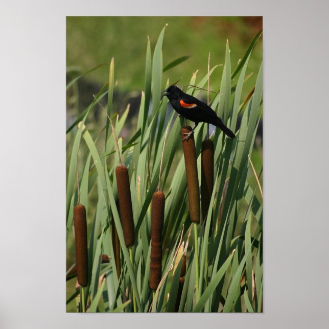 Póster Ala Roja (Frente)