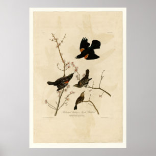 Póster Ala roja Starling