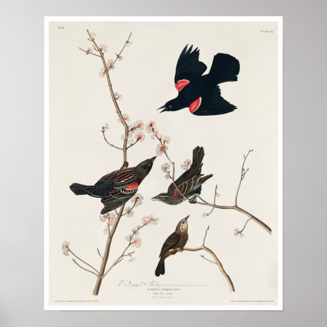 Póster Ala roja Starling, o Marsh Blackbird por Audubon (Frente)