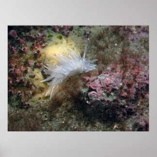 Póster Alabaster Nudibranch