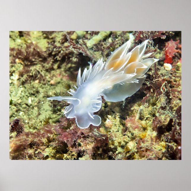 Póster Alabaster Nudibranch - Bella Artes Print (Frente)