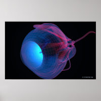 Alambre de los músculos del ojo