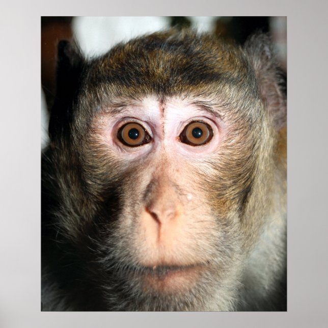 Póster Álamo de selva tropical en peligro (Frente)