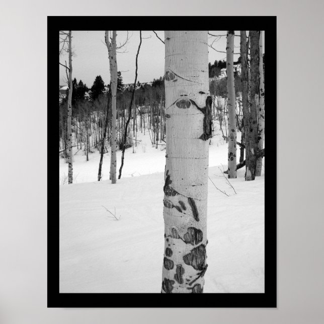 Póster Álamo temblón de invierno de Colorado (Frente)