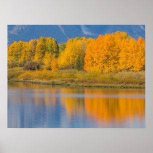 Póster Álamos coloreados de otoño