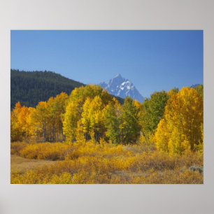 Póster Álamos con la cordillera Teton