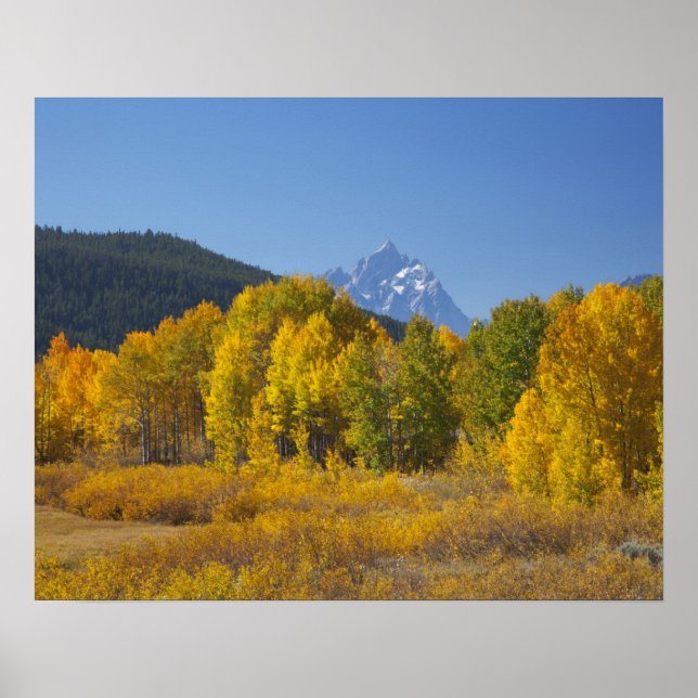 Póster Álamos con la cordillera Teton (Frente)