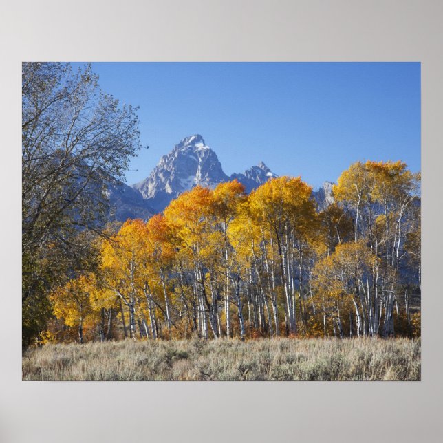 Póster Álamos con la cordillera Teton (Frente)