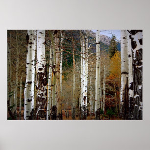 Póster Álamos tembloses en el poster de las montañas