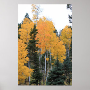 Póster Álamos tembloses en los pinos de Taos