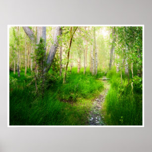 Póster Álamos y pastos exuberantes en la foto del lago Co