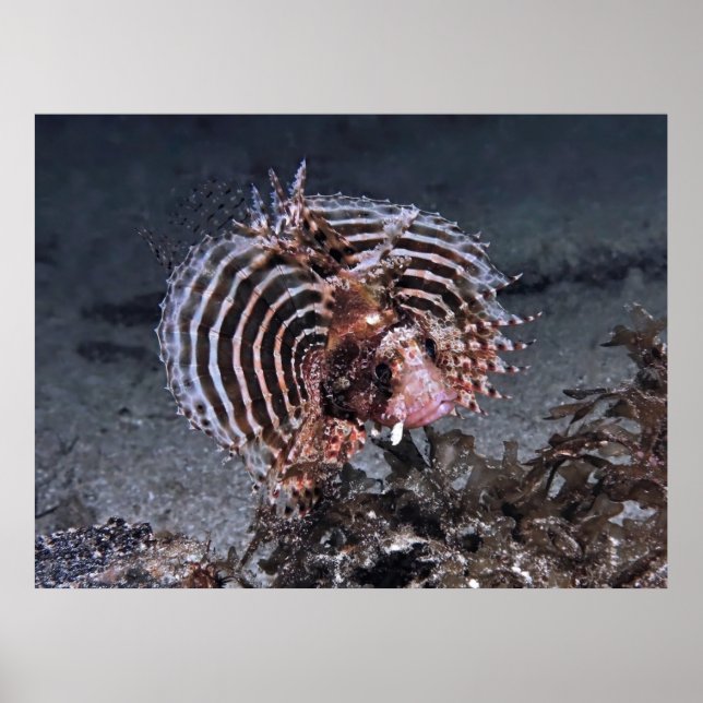 Póster Alarmado (Frente)