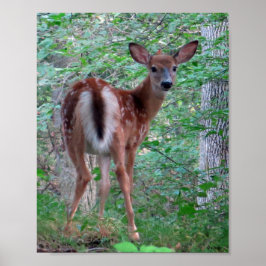 Póster Alarmante Fawn