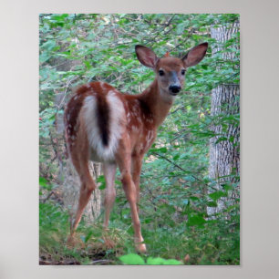 Póster Alarmante Fawn