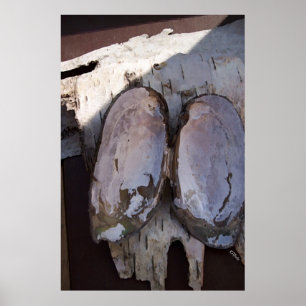 Póster Alas de concha de clams