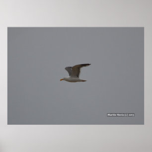 Póster Alas de gaviota