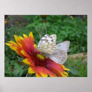 Póster Alas de Gracia (4) Poster