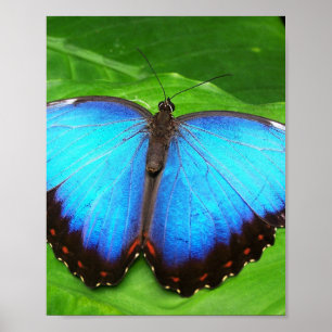 PÓSTER ALAS DE LA FLECHA BUTTERA