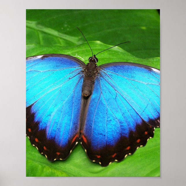 PÓSTER ALAS DE LA FLECHA BUTTERA (Frente)