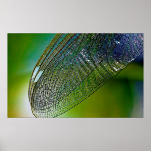 Póster Alas de la libélula naturaleza insecto cercano