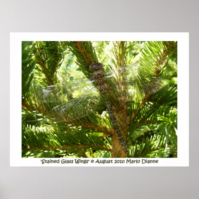 Póster 'Alas de vidrio manchado' (Frente)