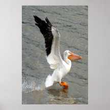 Alas Pelican