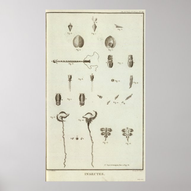 Póster Alaska 3 (Frente)