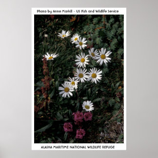 Póster Alaska / Daisy Ártico