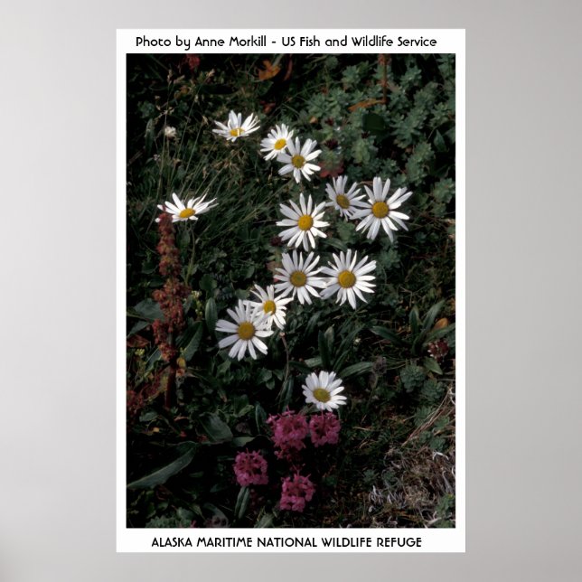 Póster Alaska / Daisy Ártico (Frente)