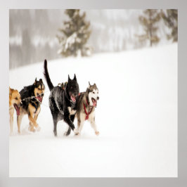 Póster Alaska husky dogs racing in snow
